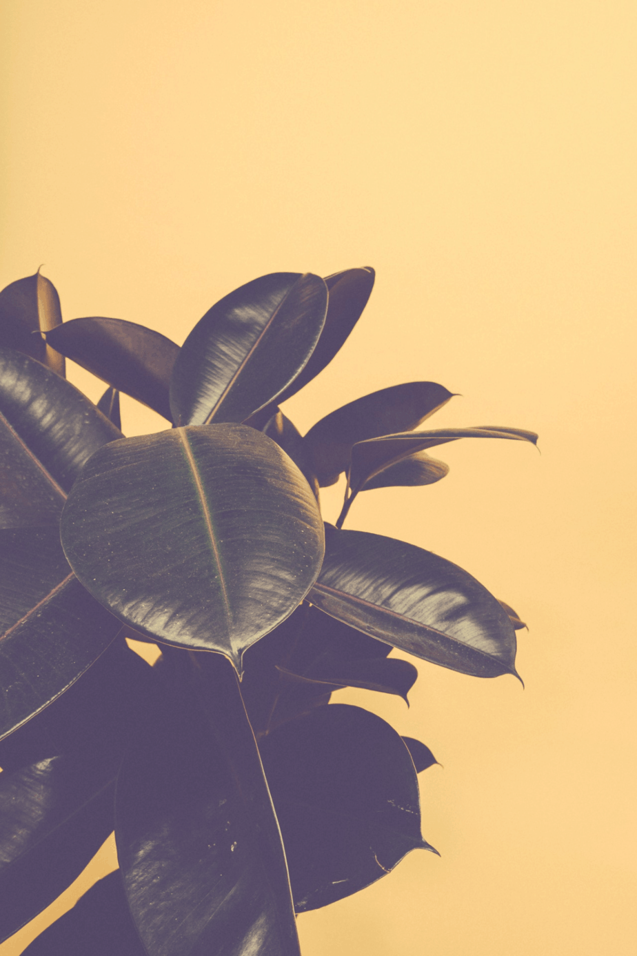 leaves of a rubber plant