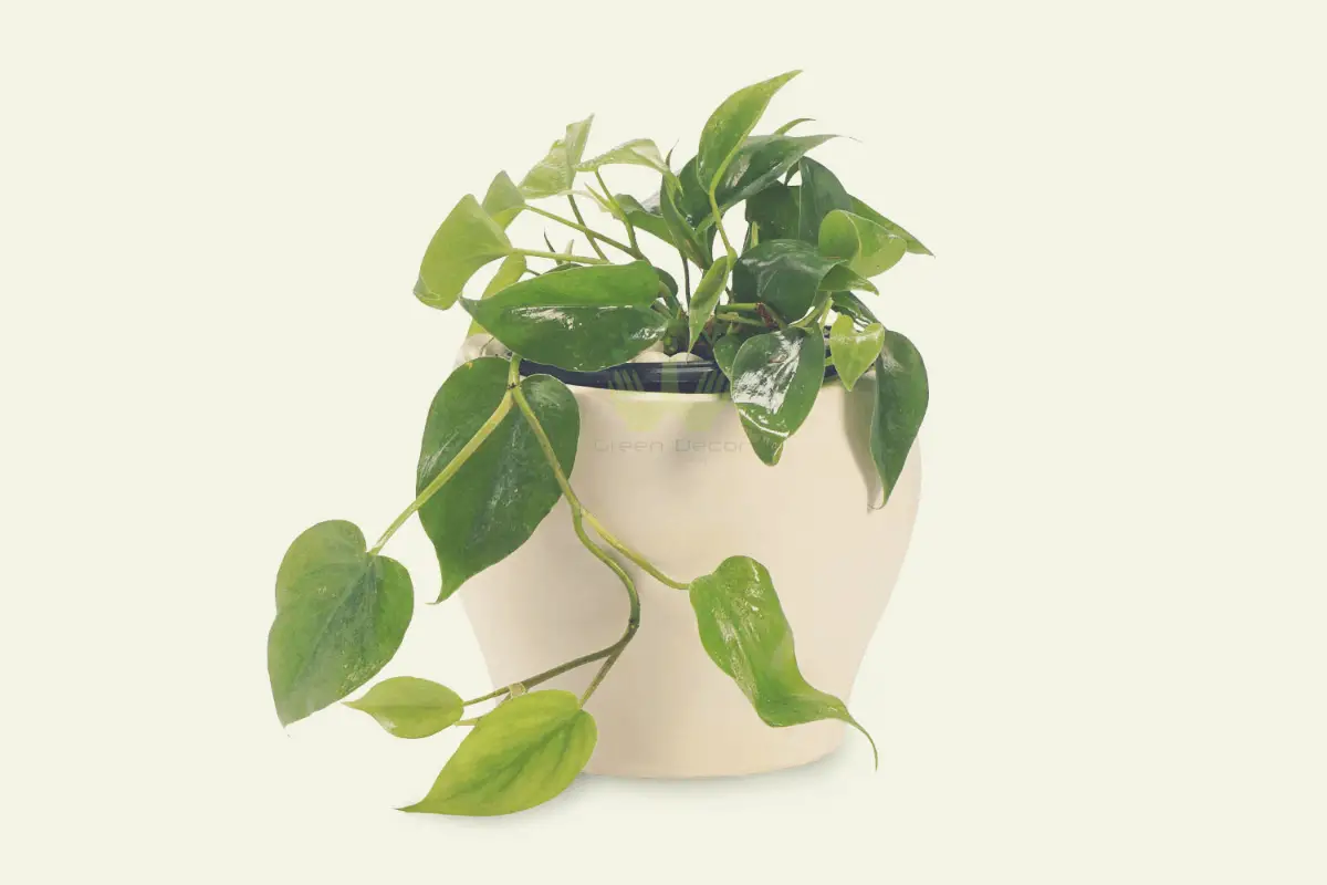 heart leaf philodendron in a white pot