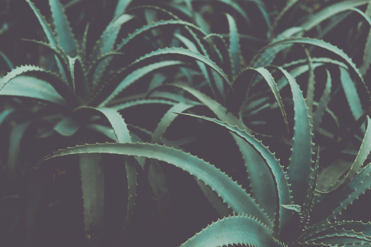 leaves of aloe vera plant