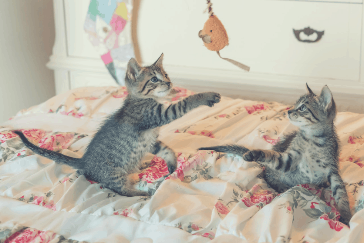 2 cats playing on a comforter