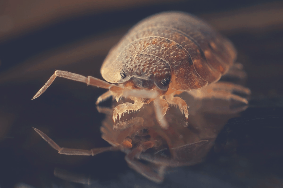 up close image of bed bug