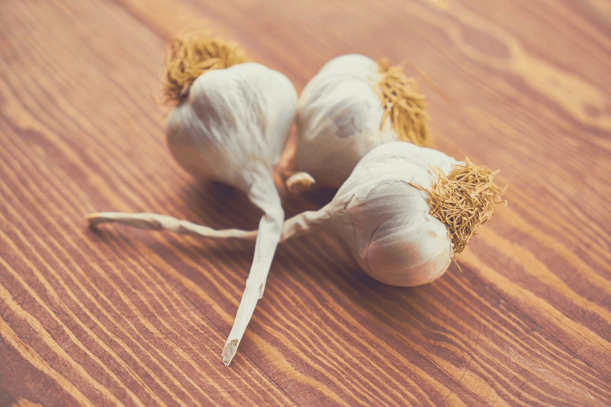 fresh garlic