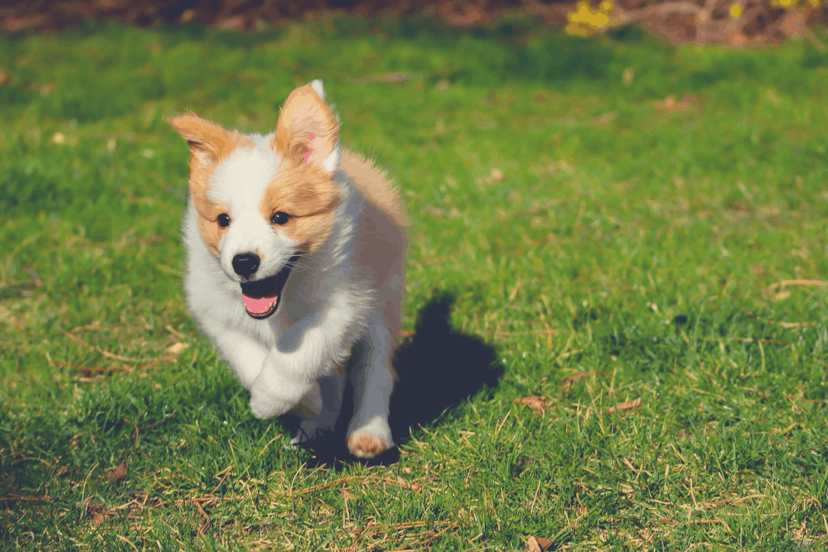 puppy playing in the garden