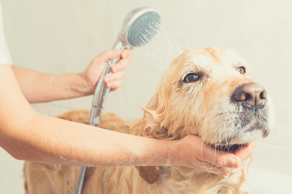 dog being bathed