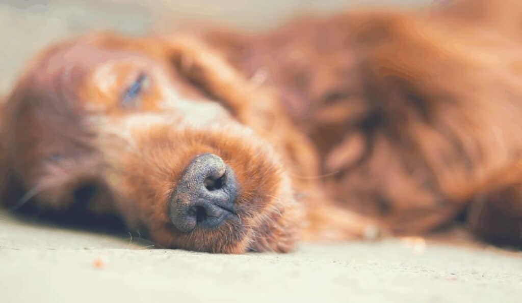 How To Euthanize A Dog With Sleeping Pills The Complete Guide