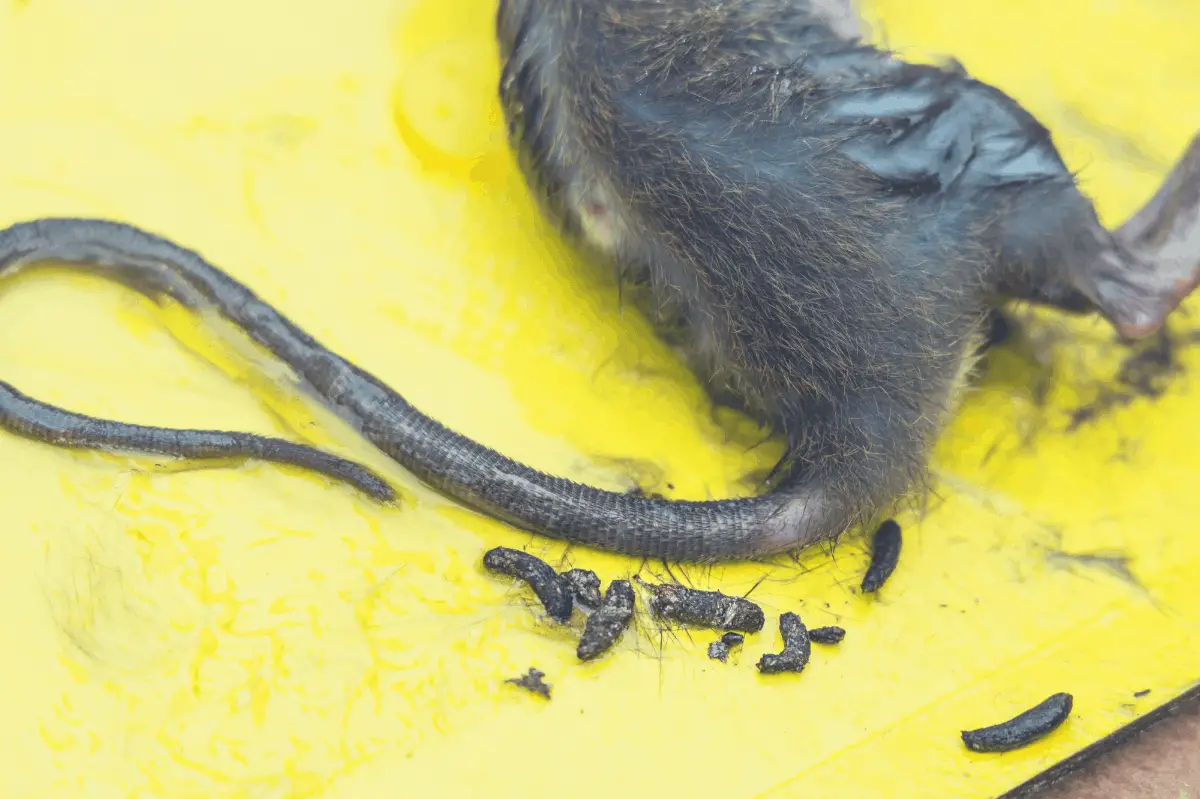 dead mouse with droppings