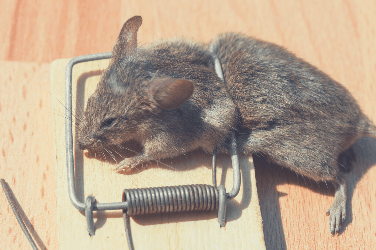 dead mouse caught by trap