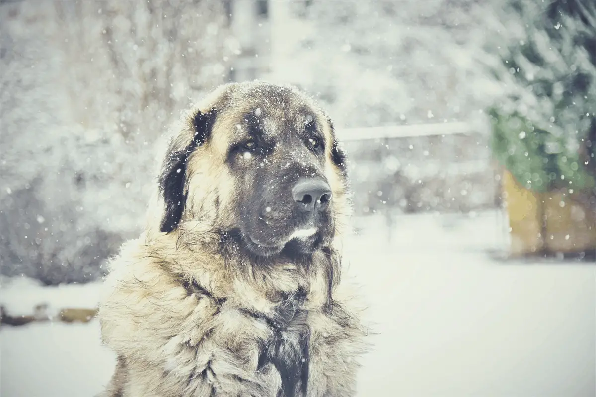 dog freezing in snow