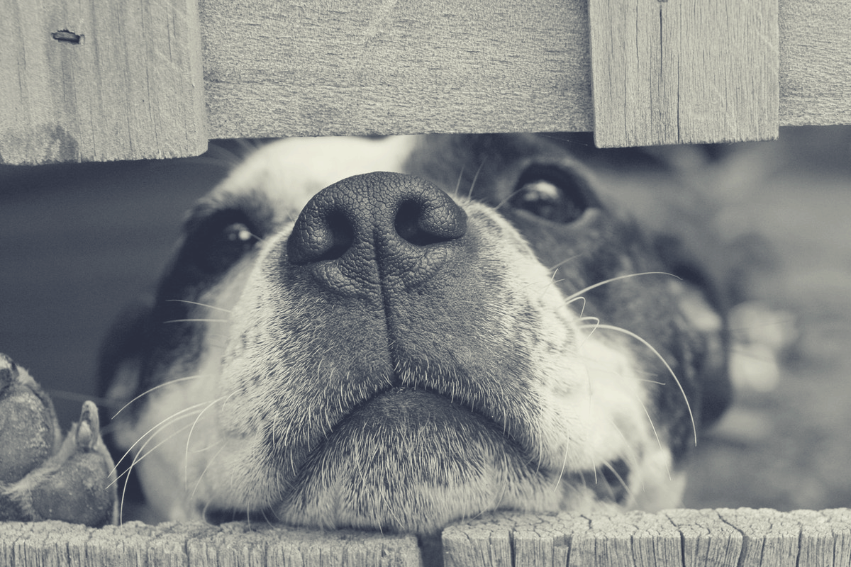 dog behind a wooden fence