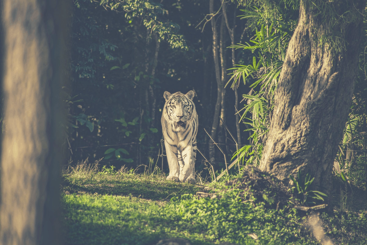 tiger roaming in the jungle