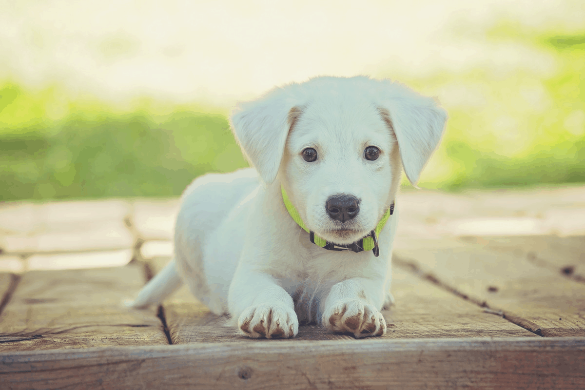 dog resting in a shaded outdoor area