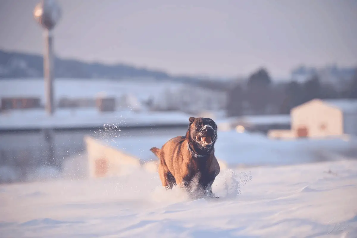 dog with the tongue out during cold weather