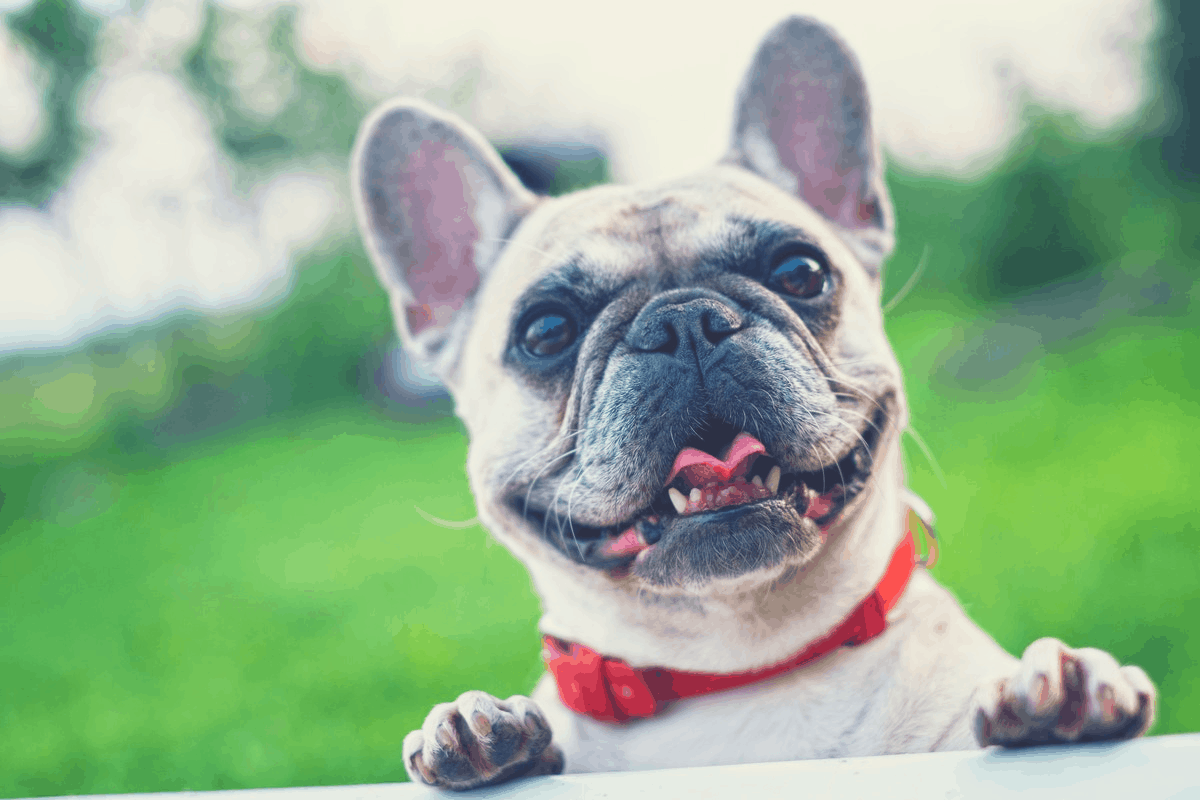 dog sticking its tongue out during sunny weather