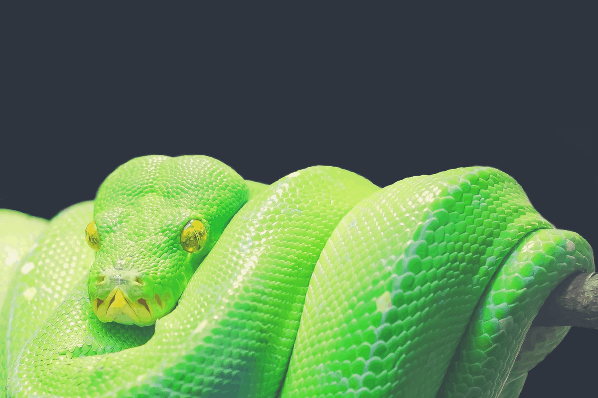 green colored snake