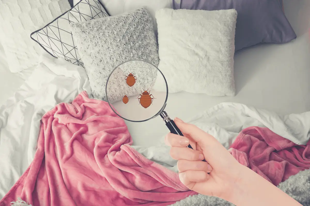 woman looking for bed bugs with a magnifying glass