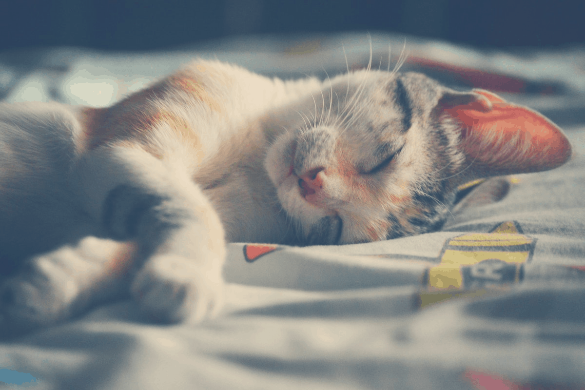 overweight white cat sleeping on a bed