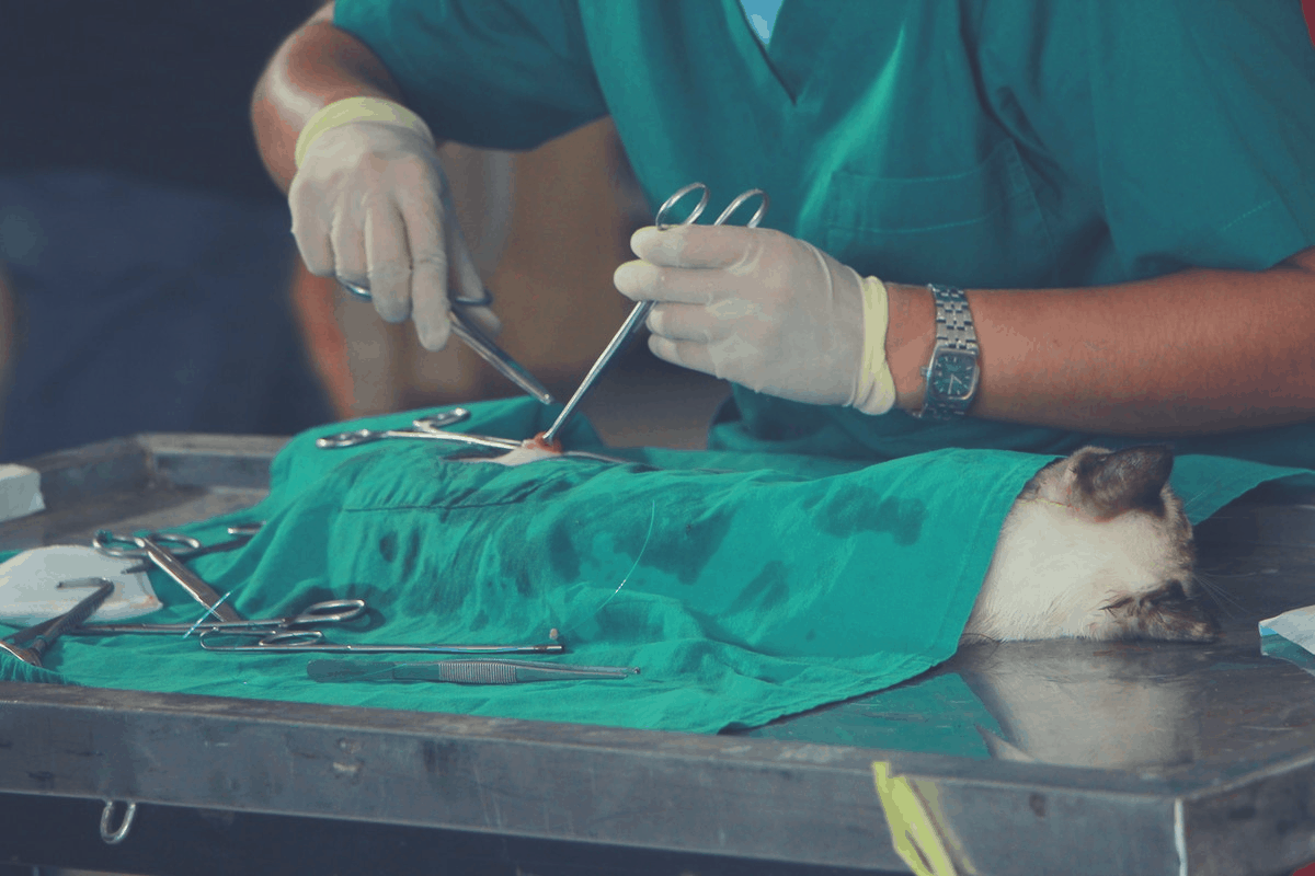 veterinarian conducting surgery on a cat