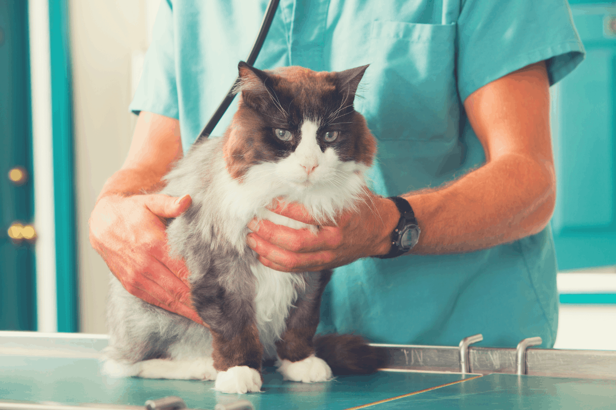 Veterinarian examining a cat