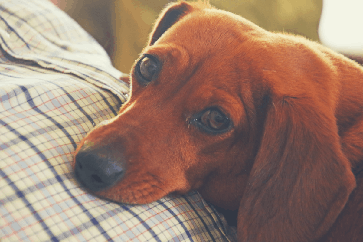 dachshund resting on the stomach of a man