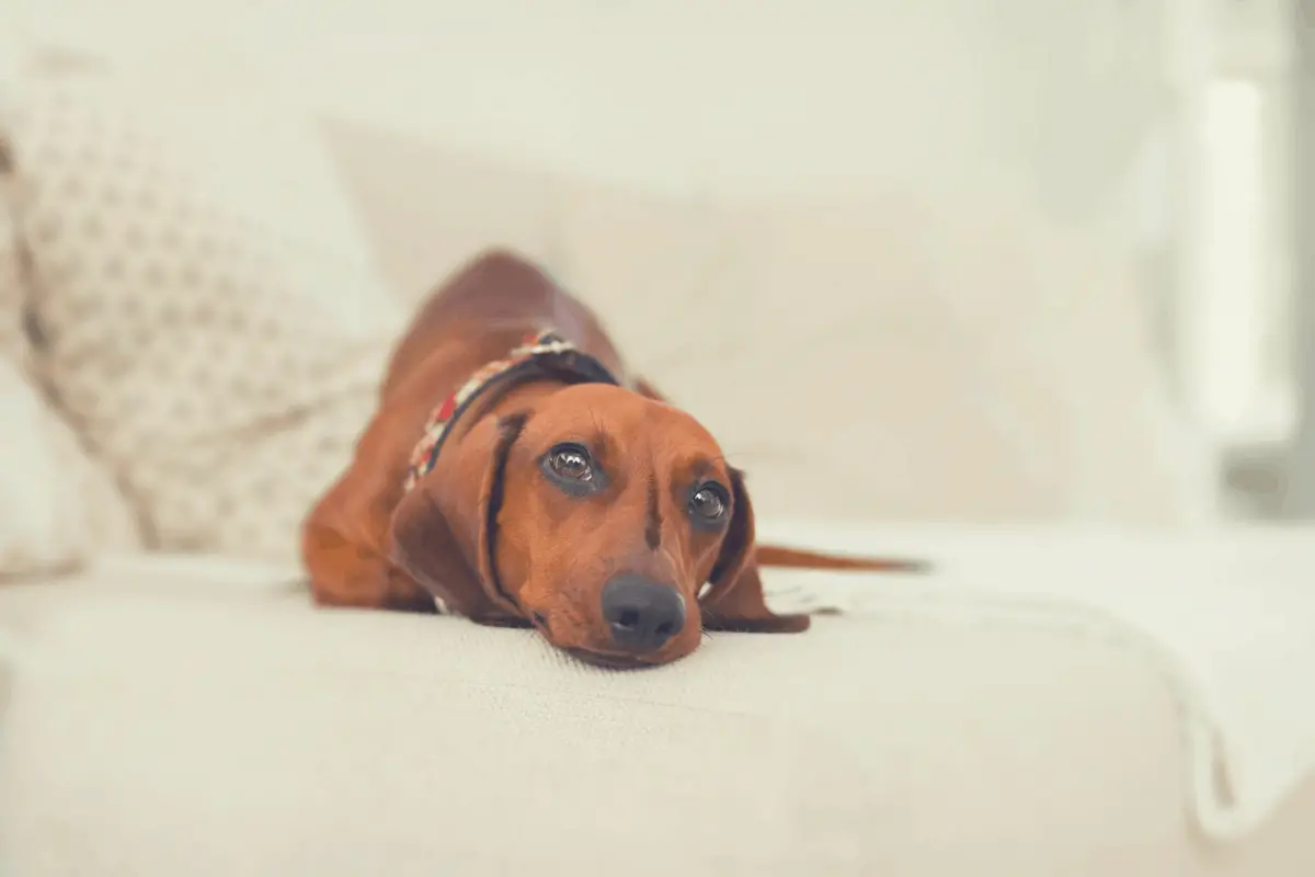 brown dachshund lying on a bed