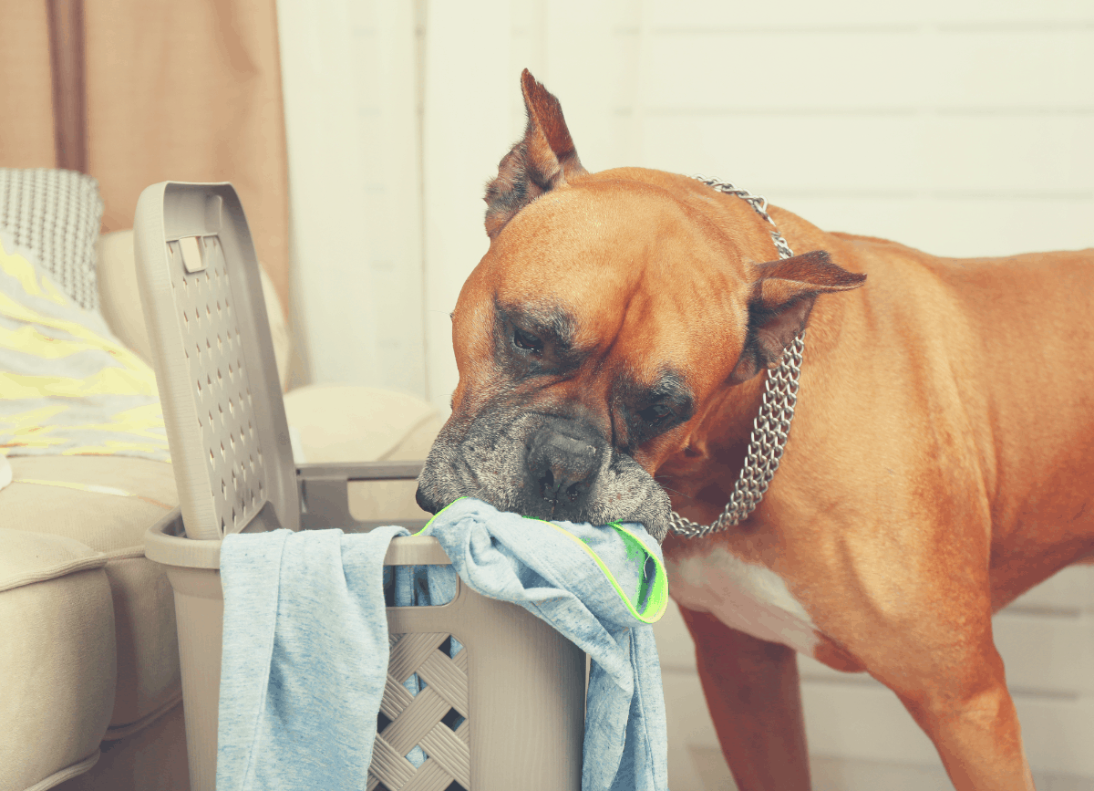 big brown dog sniffing through laundry basket