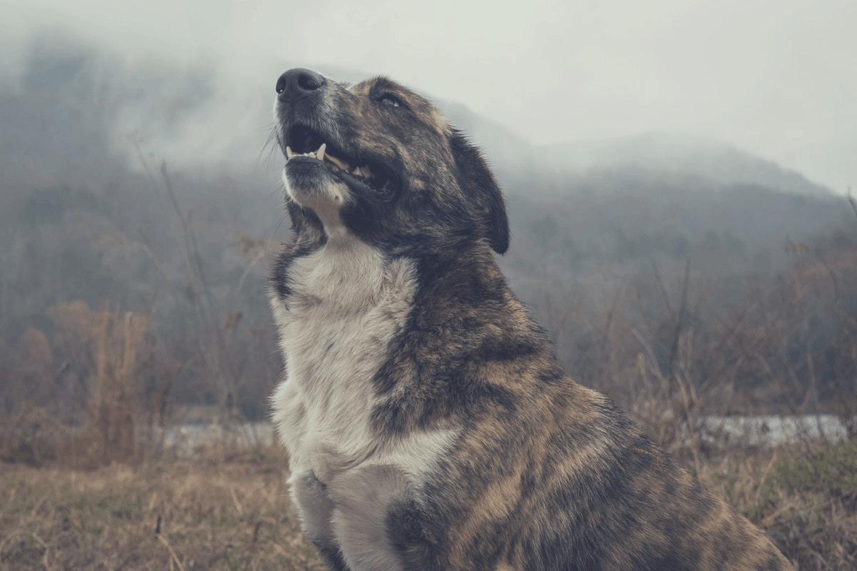 an aggressive dog in the woods