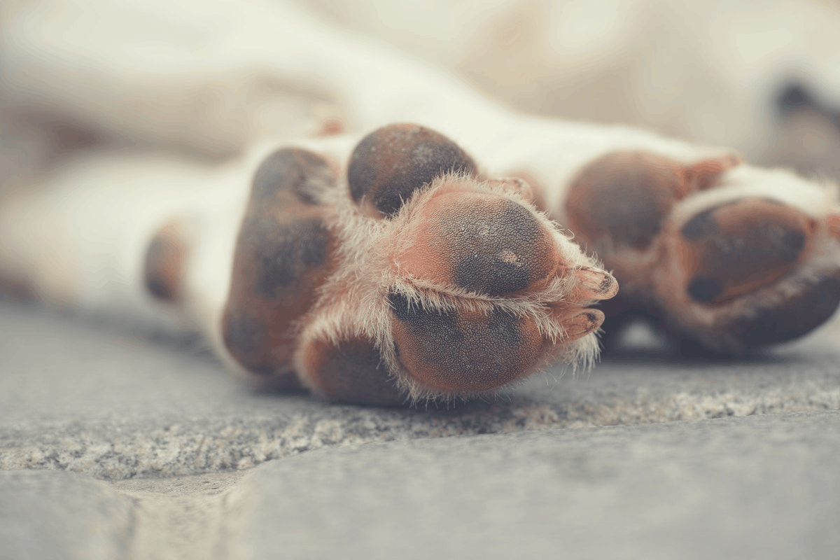 paws of a dog lying down outdoors