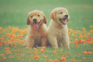 2 dogs hanging out outdoors