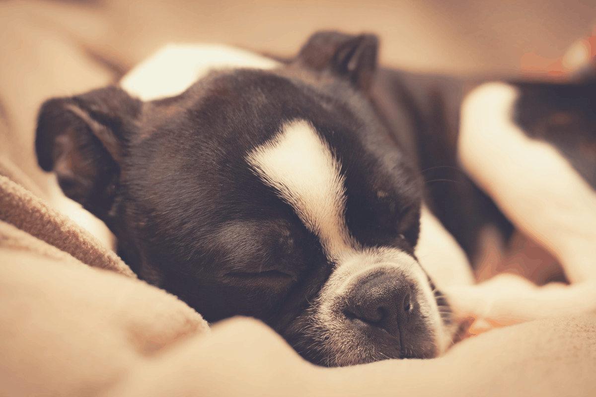 black and white dog lying cozy in bed