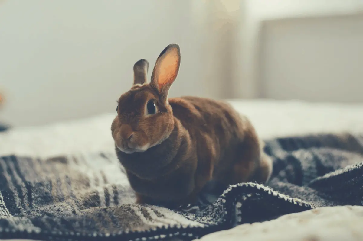 rabbit relaxing on a blanket