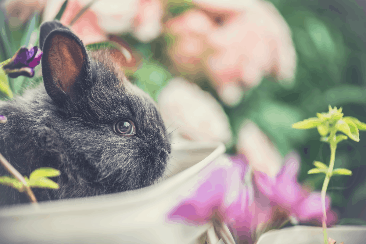 rabbit lying down near flowers