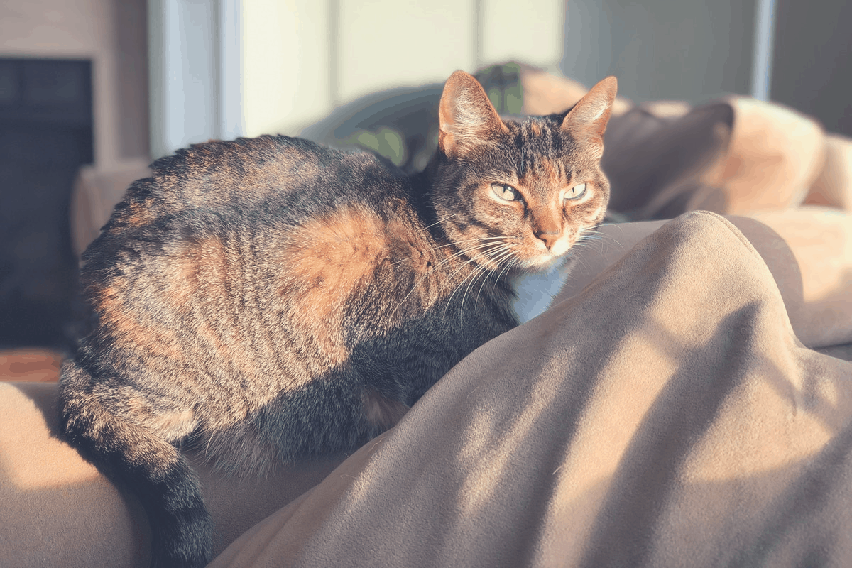 cat relaxing on the couch