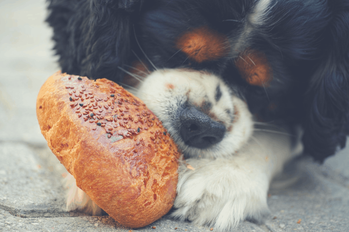 dog eating a doughnut