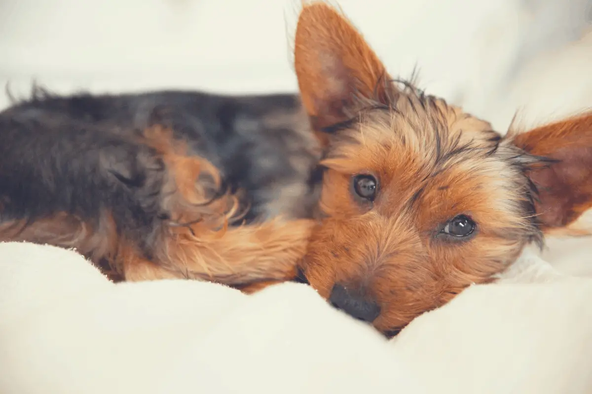 yorkshire terrier lying in bed