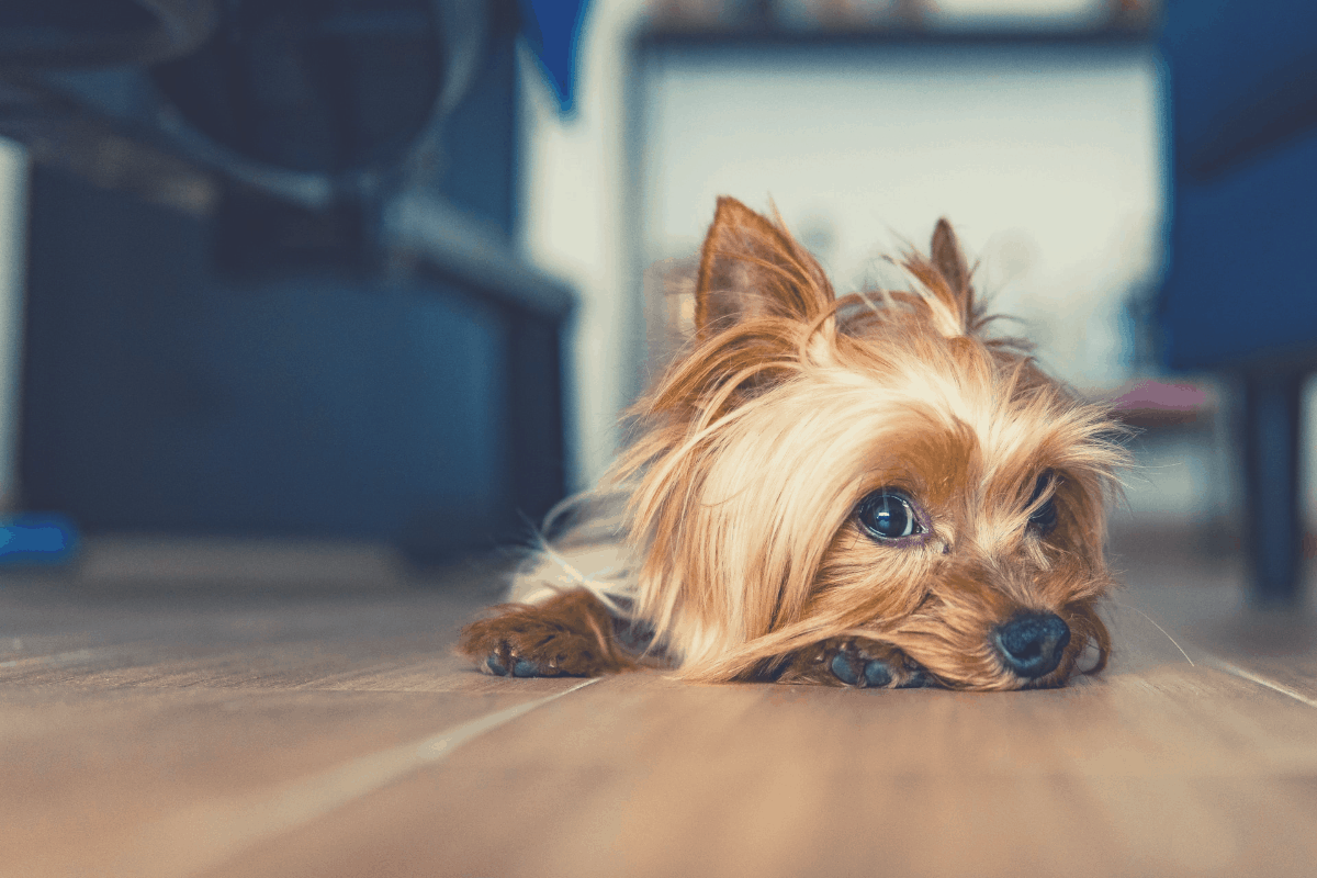 yorkie lying on the floor