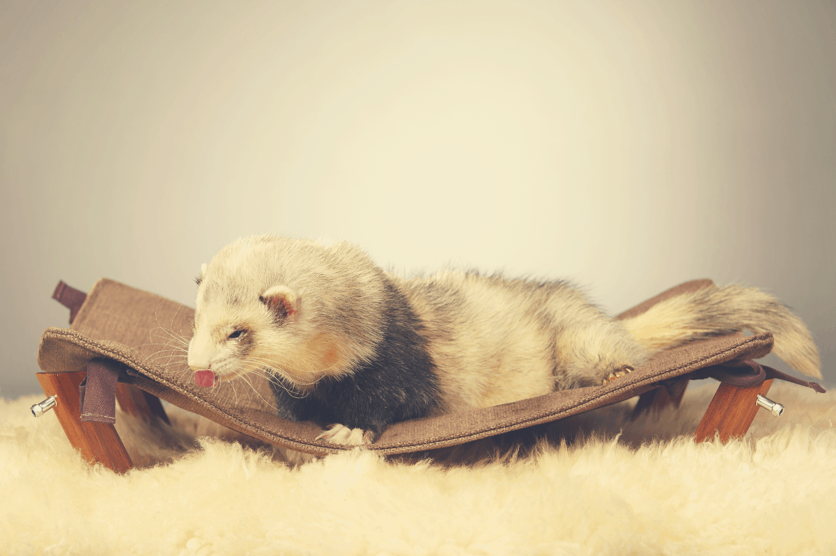ferret lying on a leather pouch