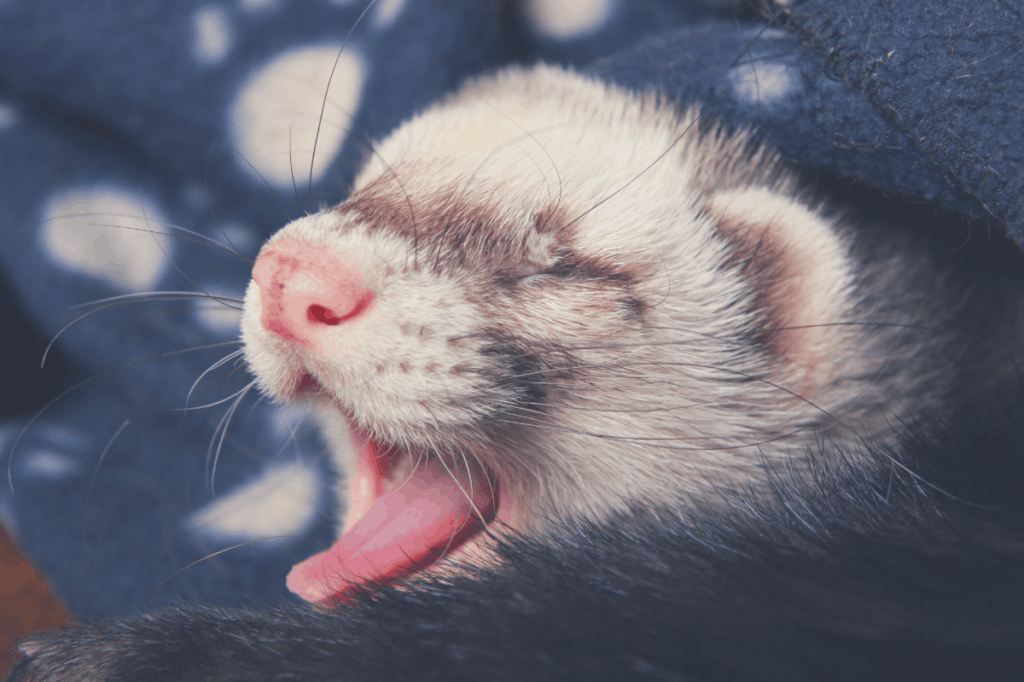 How Much Do Ferrets Sleep? Guide]