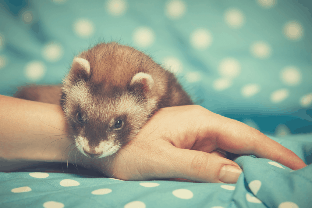 How Much Do Ferrets Sleep? [Complete Guide]