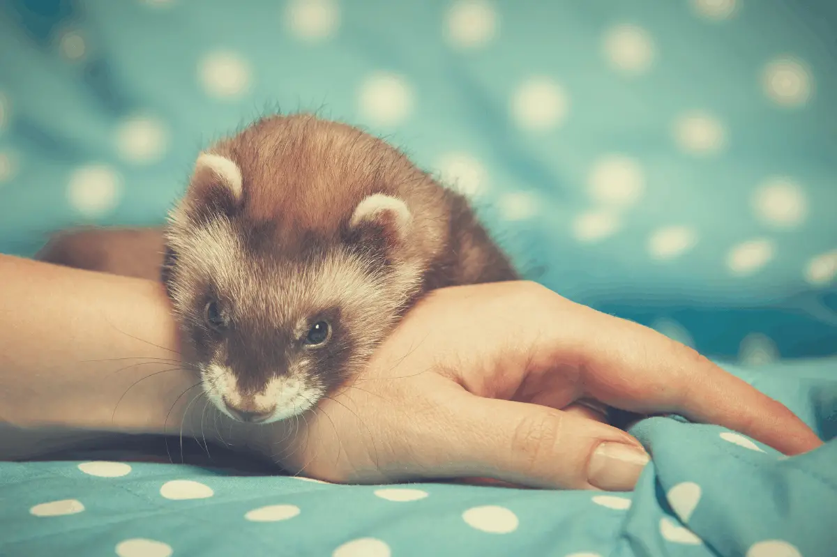 ferret lying on an owner's hand