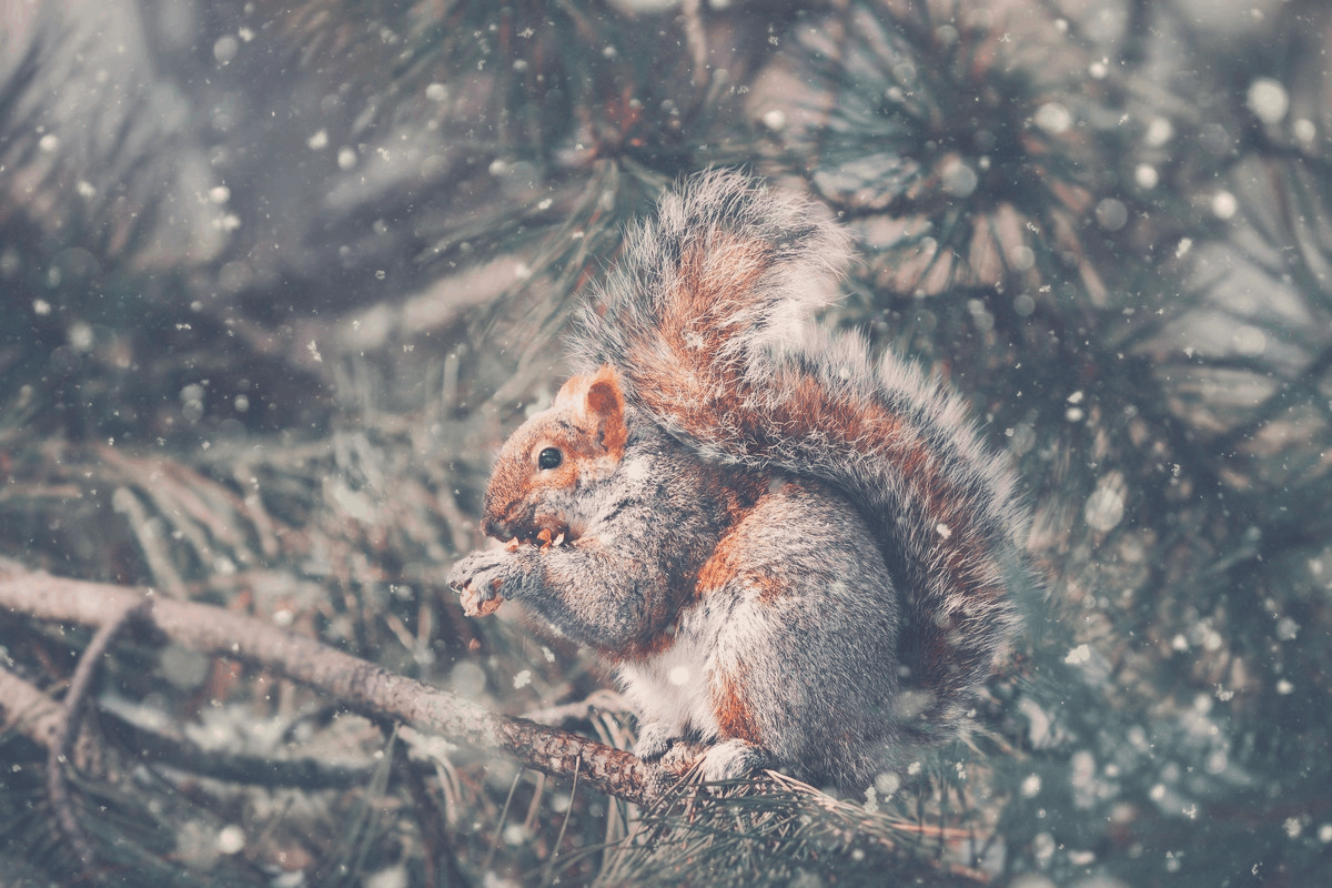 squirrel standing on tree branch in snow