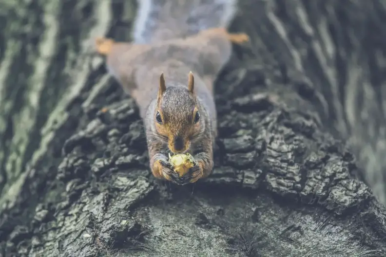 When Do Squirrels Sleep The Ultimate Guide