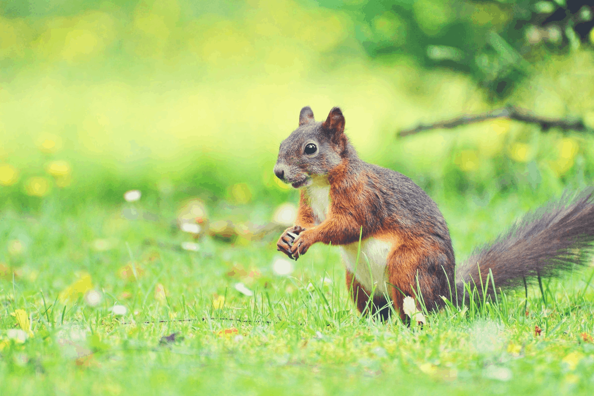 red squirrel standing in the woods