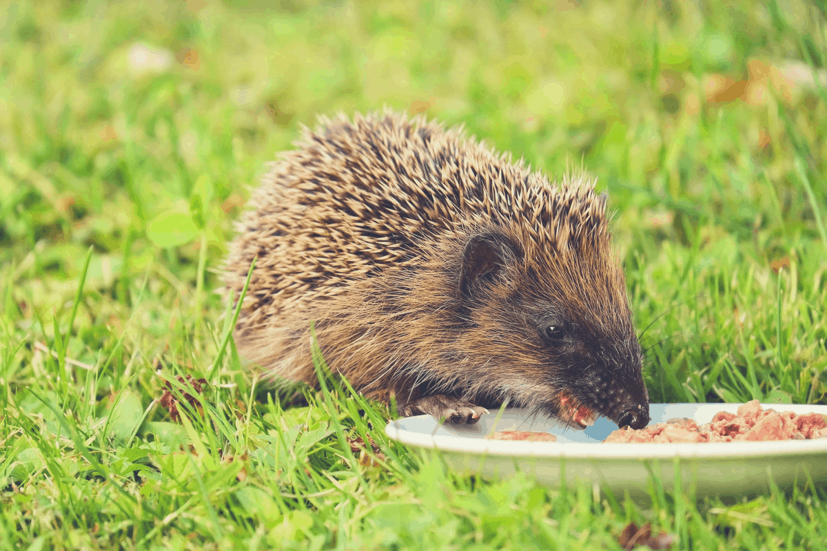 hedgehog eating on grass