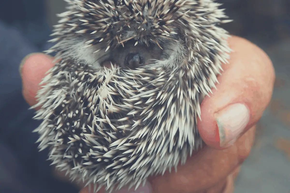 hedgehog coiled up in the hands