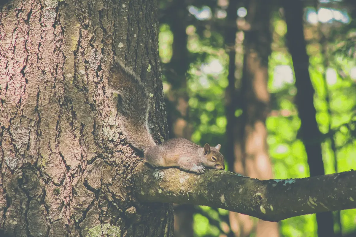 squirrel lying down on a tree branch