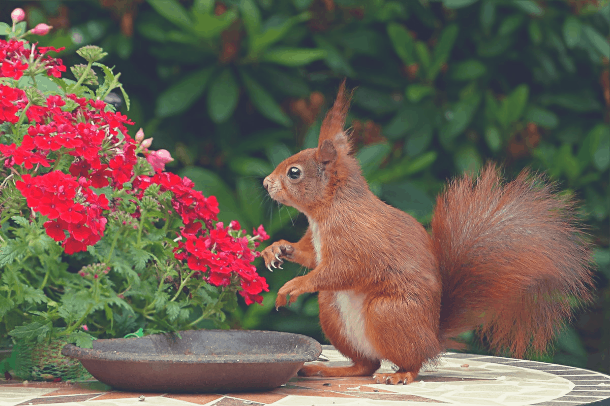 red squirrel lying in the backyard