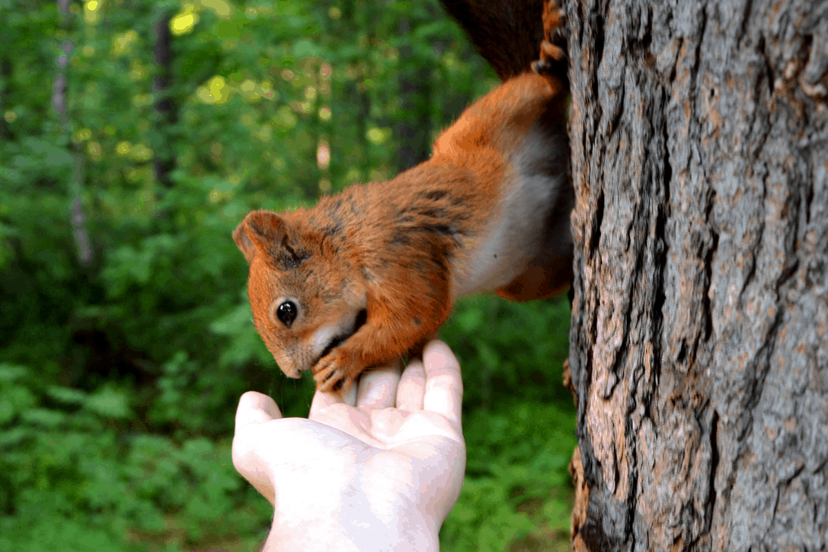 squirrel on a tree