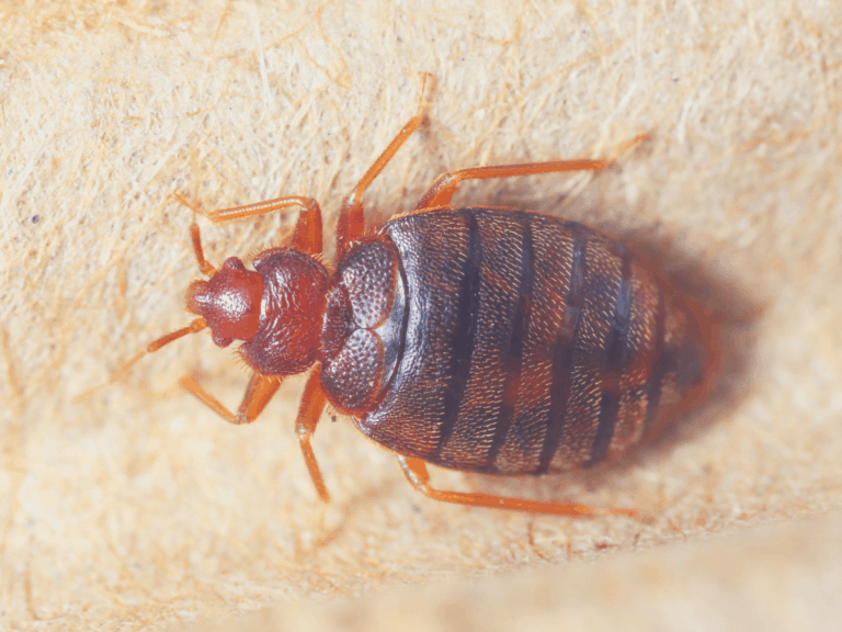 Top 10 Common Scents That Keep Bed Bugs Away