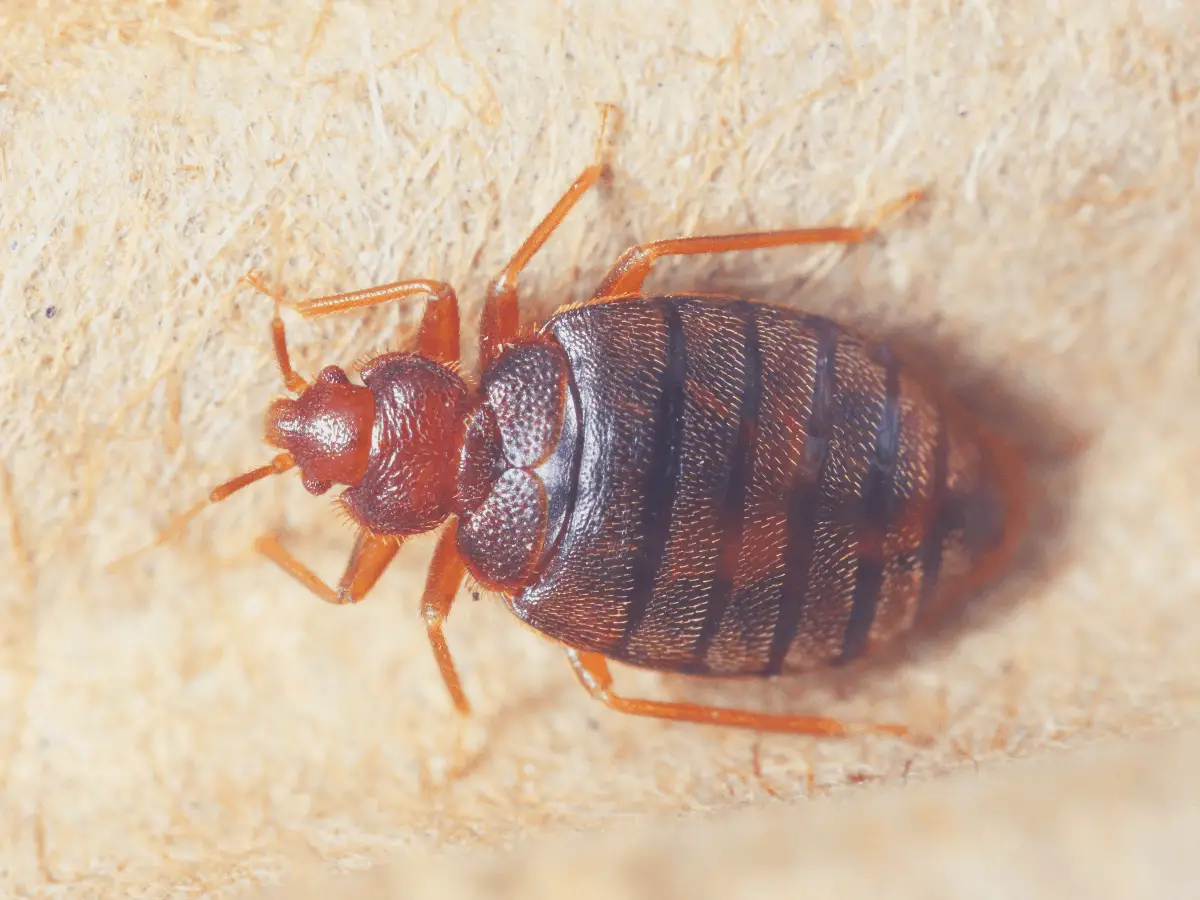 bed bug crawling on a surface