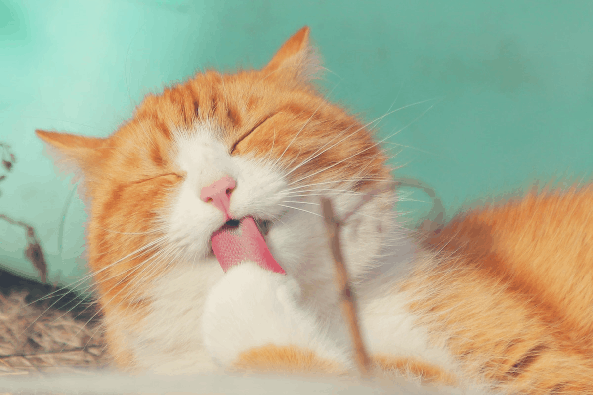 brownish-white cat with a tongue stuck out